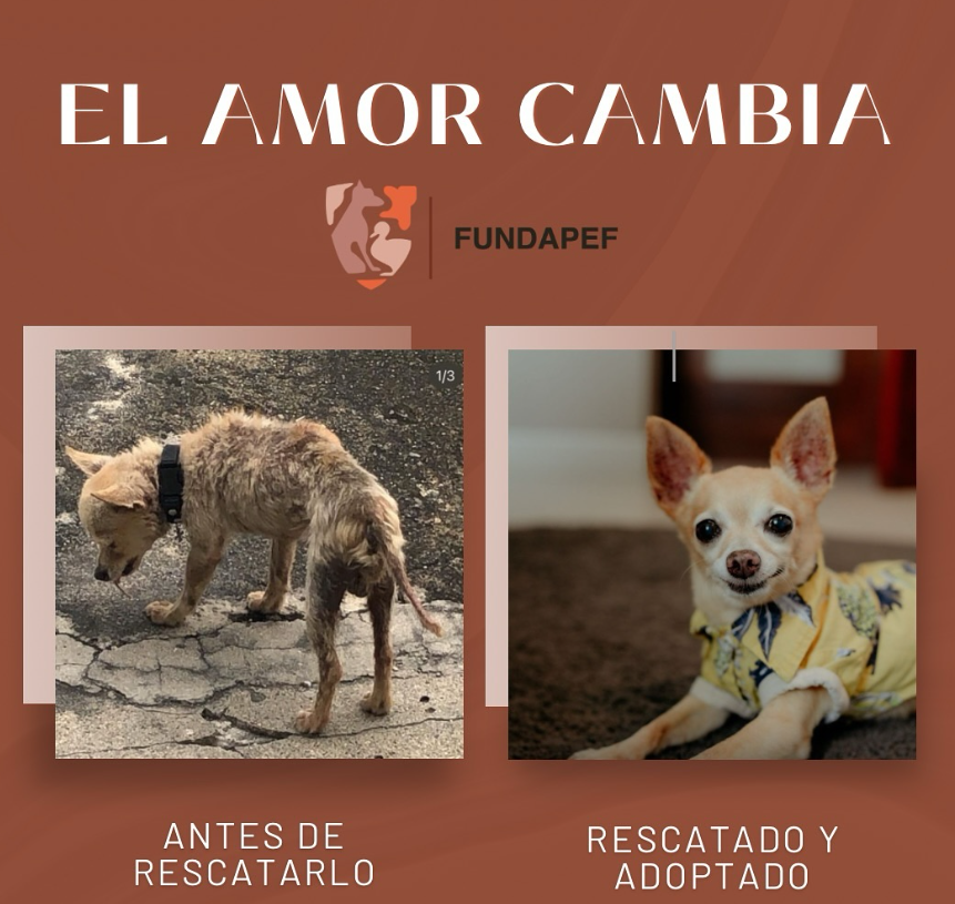El amor cambia: antes y después de un rescate FUNDAPEF